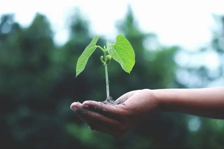 A seedling in a woman's hand