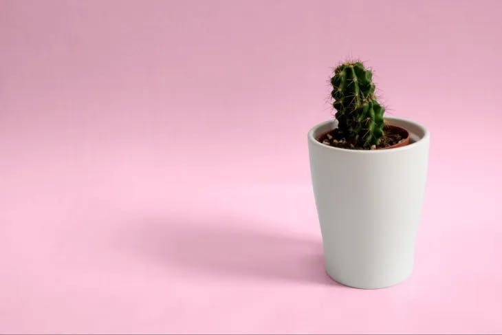 Cactus in a white vase against a pink background