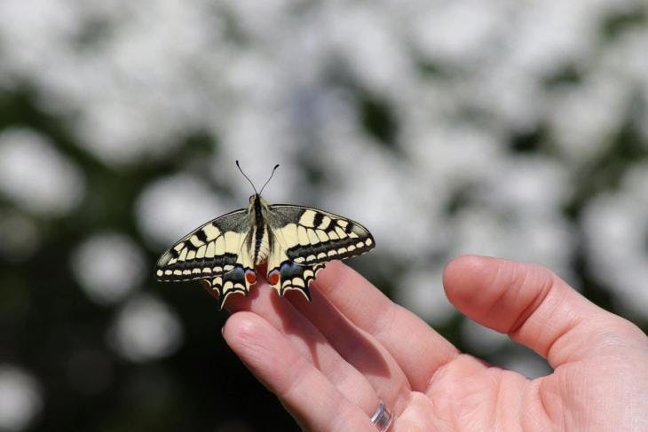 Person holding a black and yellow butterfly