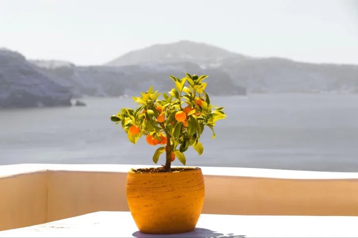 Vase placed on a veranda overlooking the sea