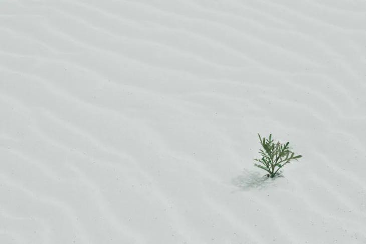 Vegetation emerging from the sand