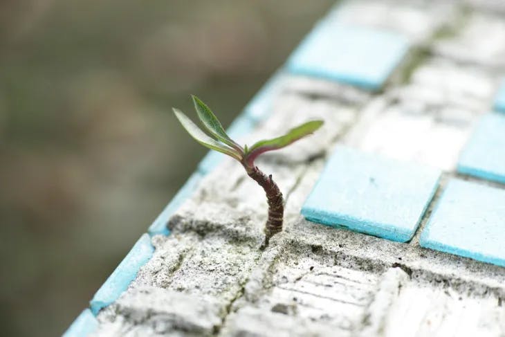 Seedling sprouting from concrete