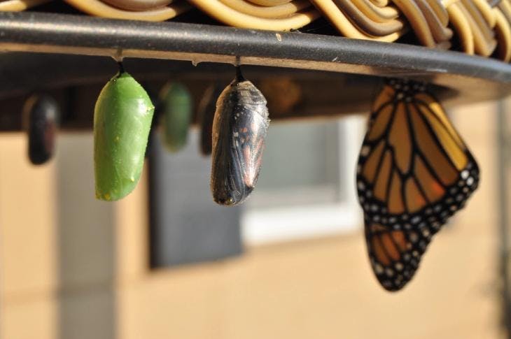 Butterfly emerged from its cocoon